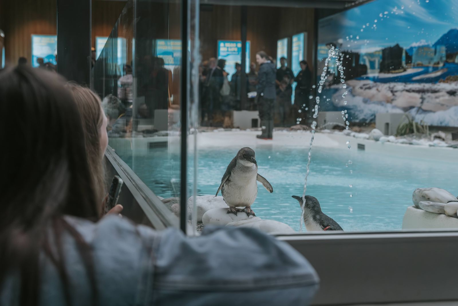 penguin pool complete